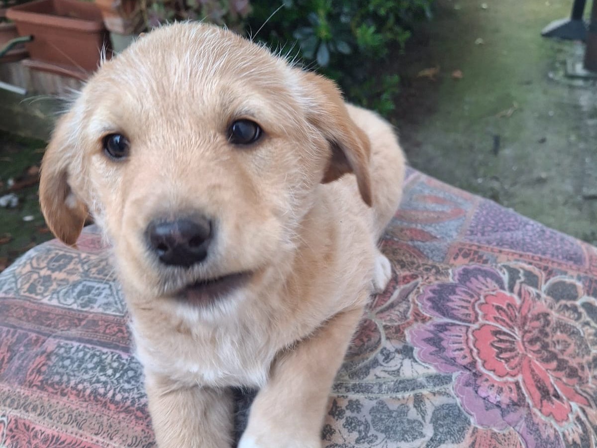 Adozione cane, femmina, Labrador Retriever Razza sconosciuta, 2 mesi, taglia media, Latina
