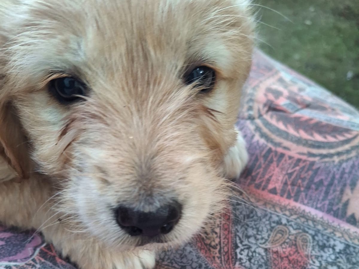 Adotta un cane, femmina, 2 mesi, Latina