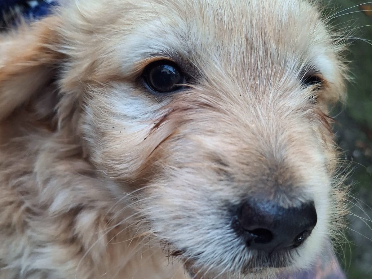 Adotta un cane, taglia media, femmina, Latina