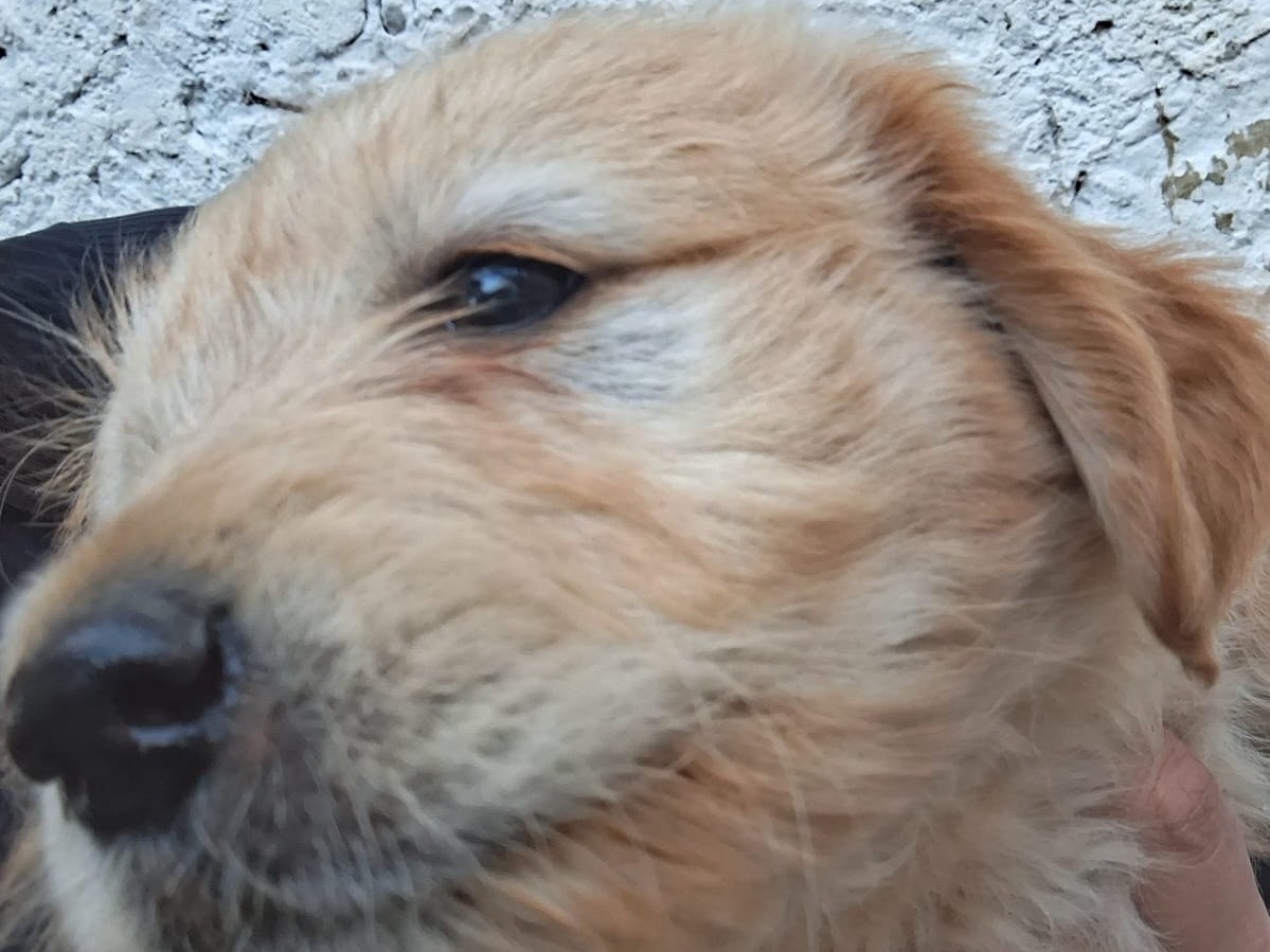 Vuoi adottare un cane a Latina?