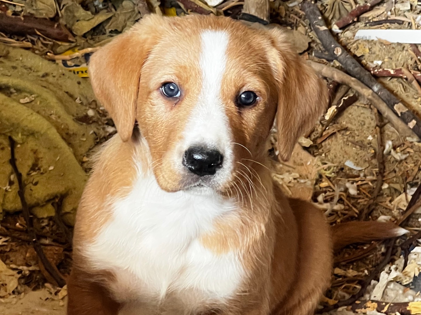 Vuoi adottare un cane a Enna?