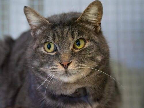 Adozione gatto, femmina, Razza sconosciuta Razza sconosciuta, 1 anno e 2 mesi, taglia non valida, Monza