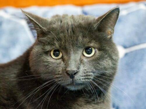 Adozione gatto, maschio, Razza sconosciuta Razza sconosciuta, 2 anni e 9 mesi, taglia non valida, Monza