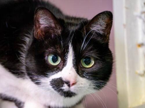 Adozione gatto, femmina, Razza sconosciuta Razza sconosciuta, 8 anni e 10 mesi, taglia non valida, Monza