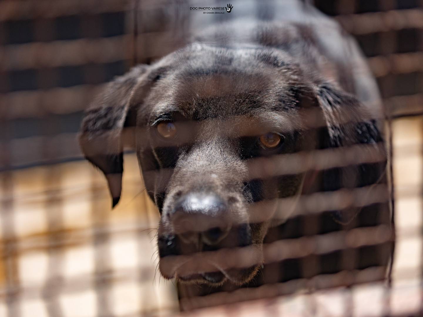Vuoi adottare un cane a Trapani?
