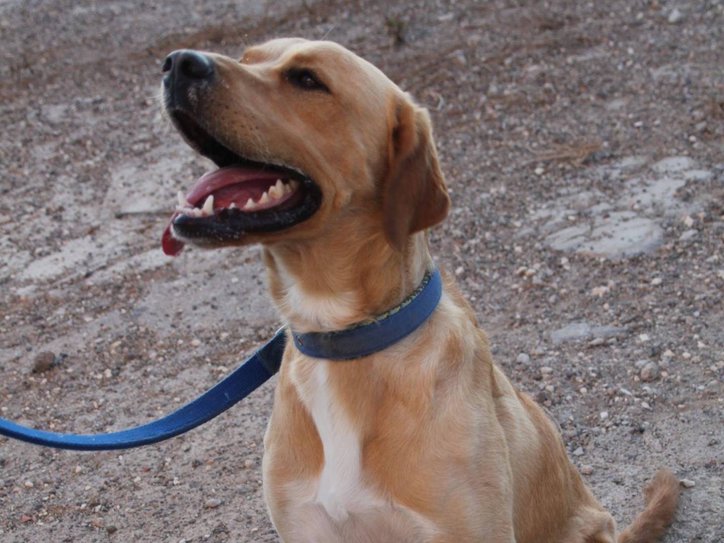 Adozione cane, maschio, Razza sconosciuta Labrador Retriever, 2 anni e 2 mesi, taglia media, Trapani