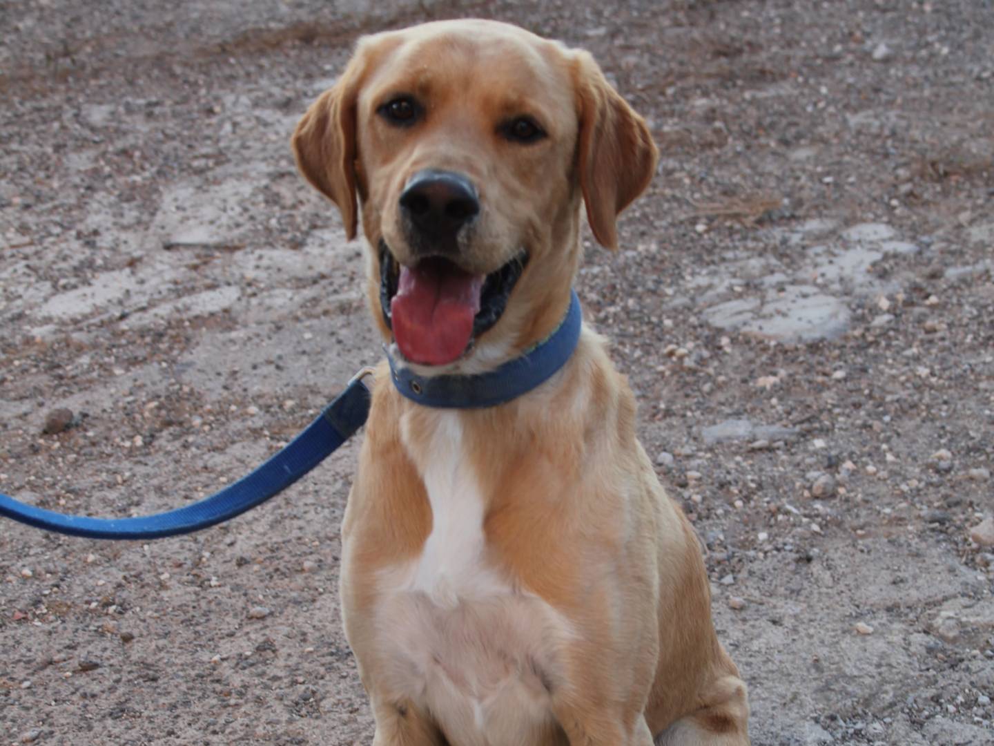 Adotta un cane, maschio, 2 anni e 2 mesi, Trapani