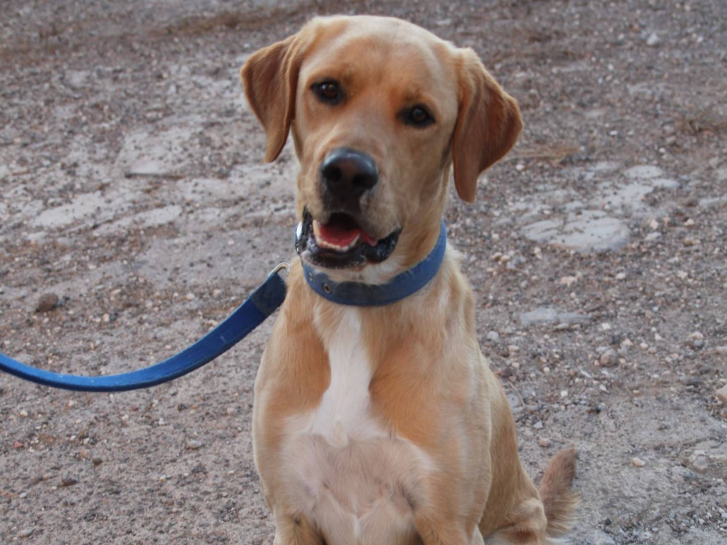 Adotta un cane, taglia media, maschio, Trapani