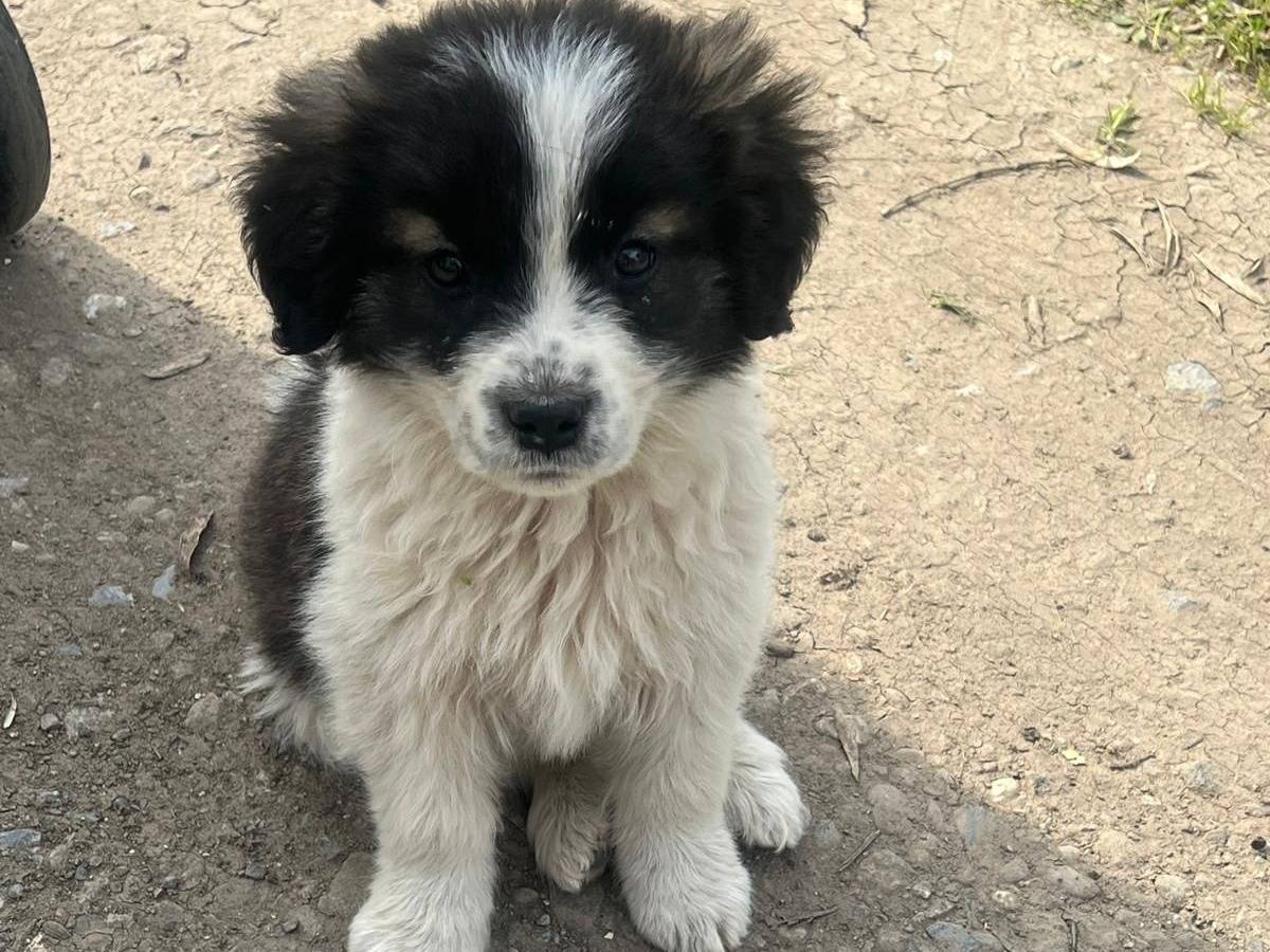 Adozione cane, maschio, Razza sconosciuta Razza sconosciuta, 2 mesi, taglia media, Vibo