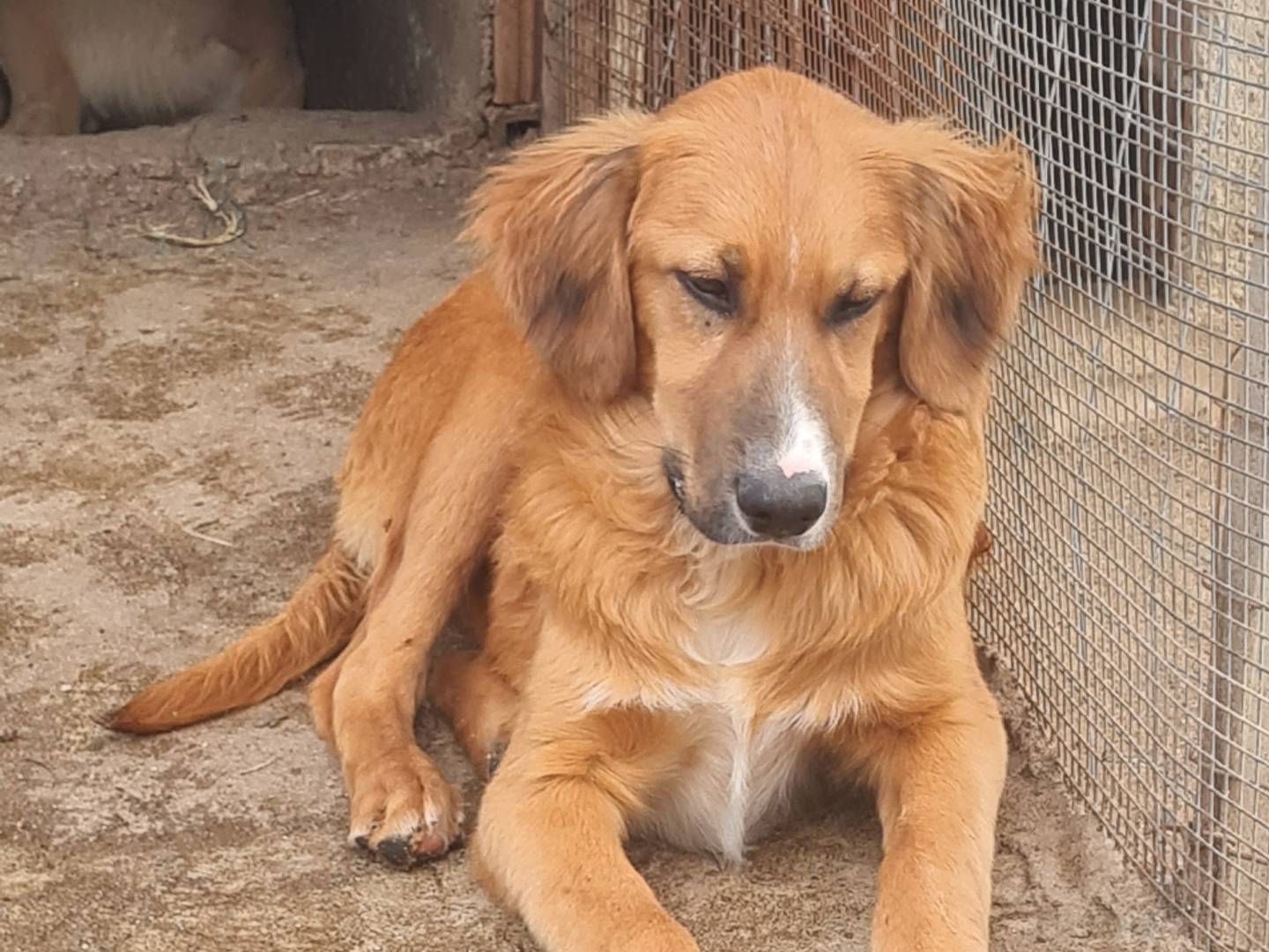 Adozione cane, maschio, Razza sconosciuta Razza sconosciuta, 5 mesi, taglia media, Vibo