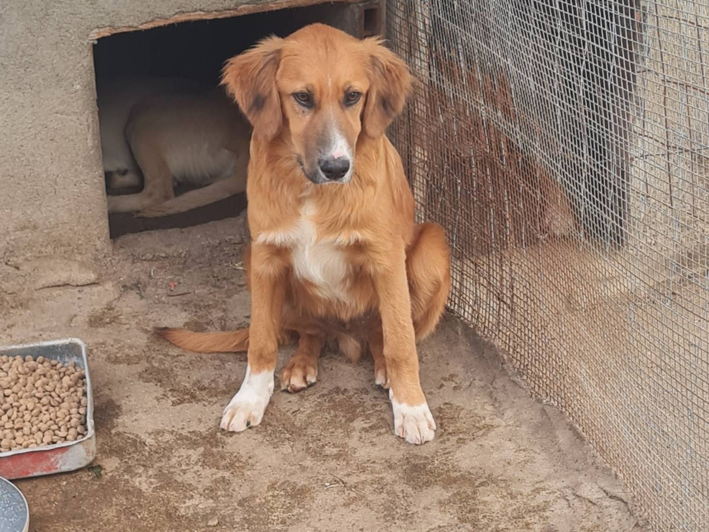 Adotta un cane, maschio, 5 mesi, Vibo