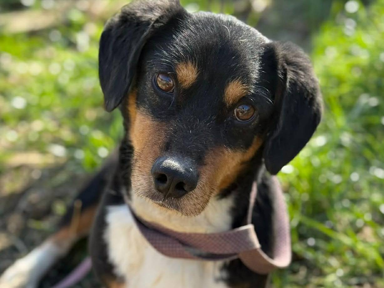 Adozione cane, maschio, Razza sconosciuta Razza sconosciuta, 1 anno e 2 mesi, taglia piccola, Firenze