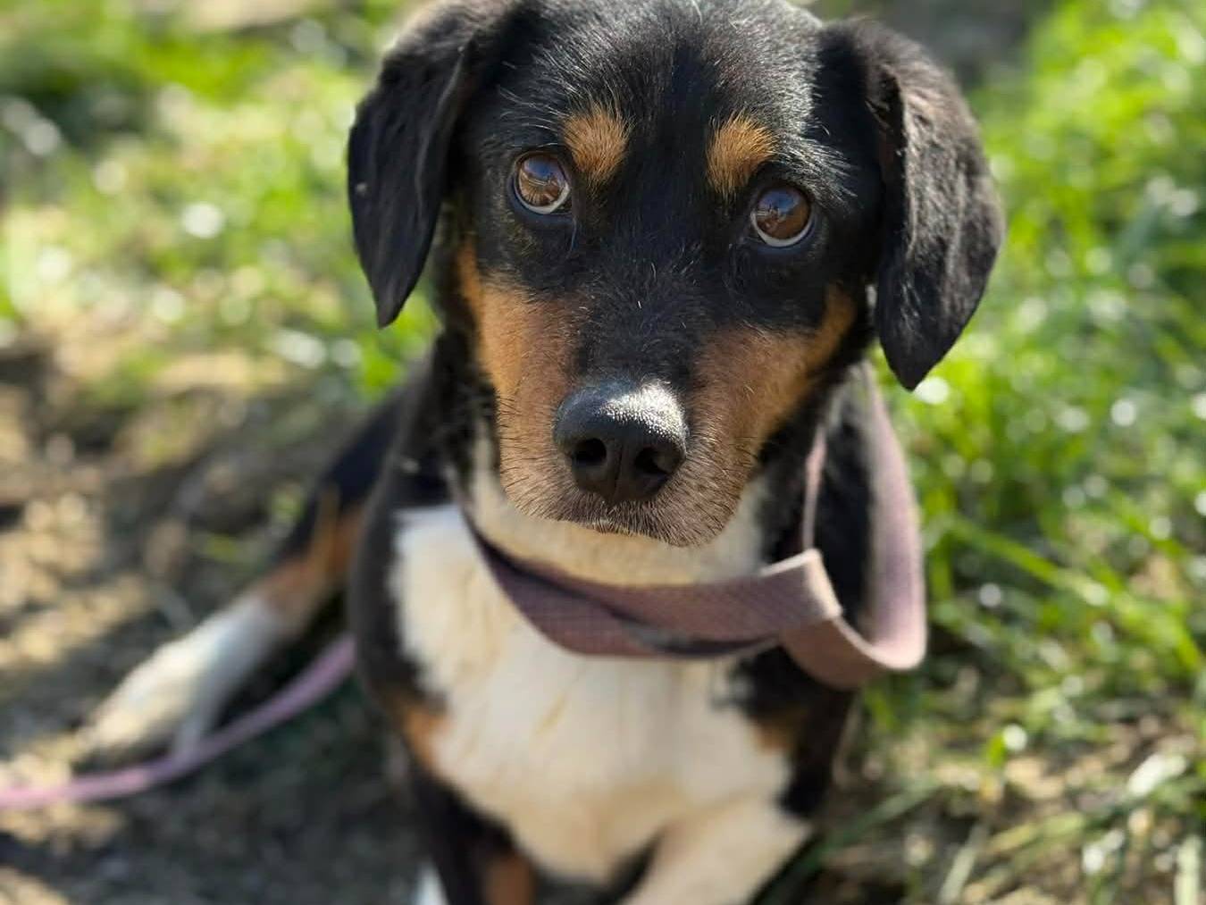 Adotta un cane, maschio, 1 anno e 2 mesi, Firenze