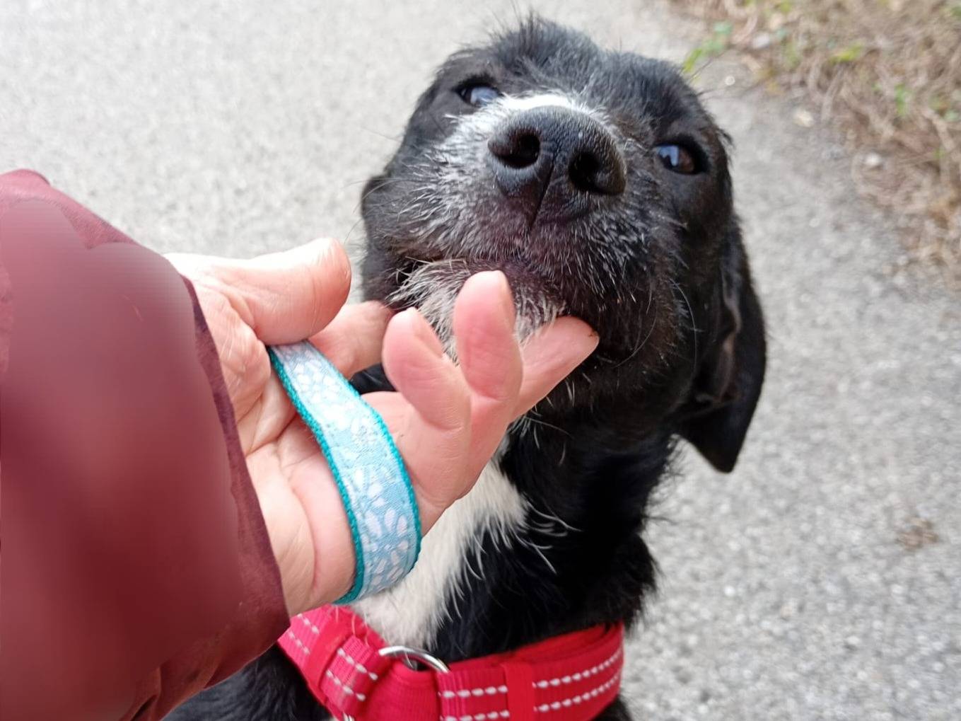 Adozione cane, femmina, Razza sconosciuta Razza sconosciuta, 8 mesi, taglia media contenuta, Firenze