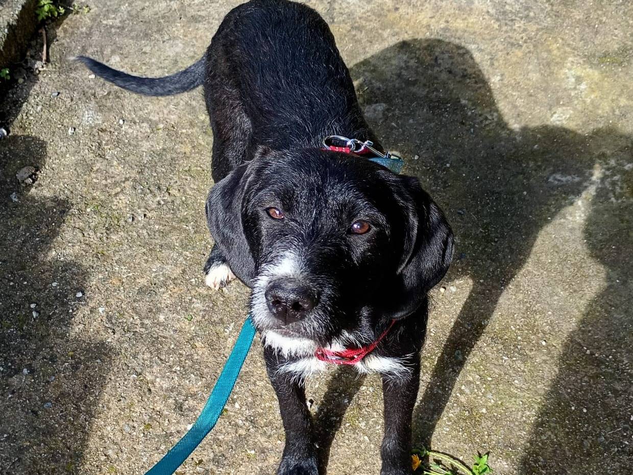 Adotta un cane, femmina, 8 mesi, Firenze