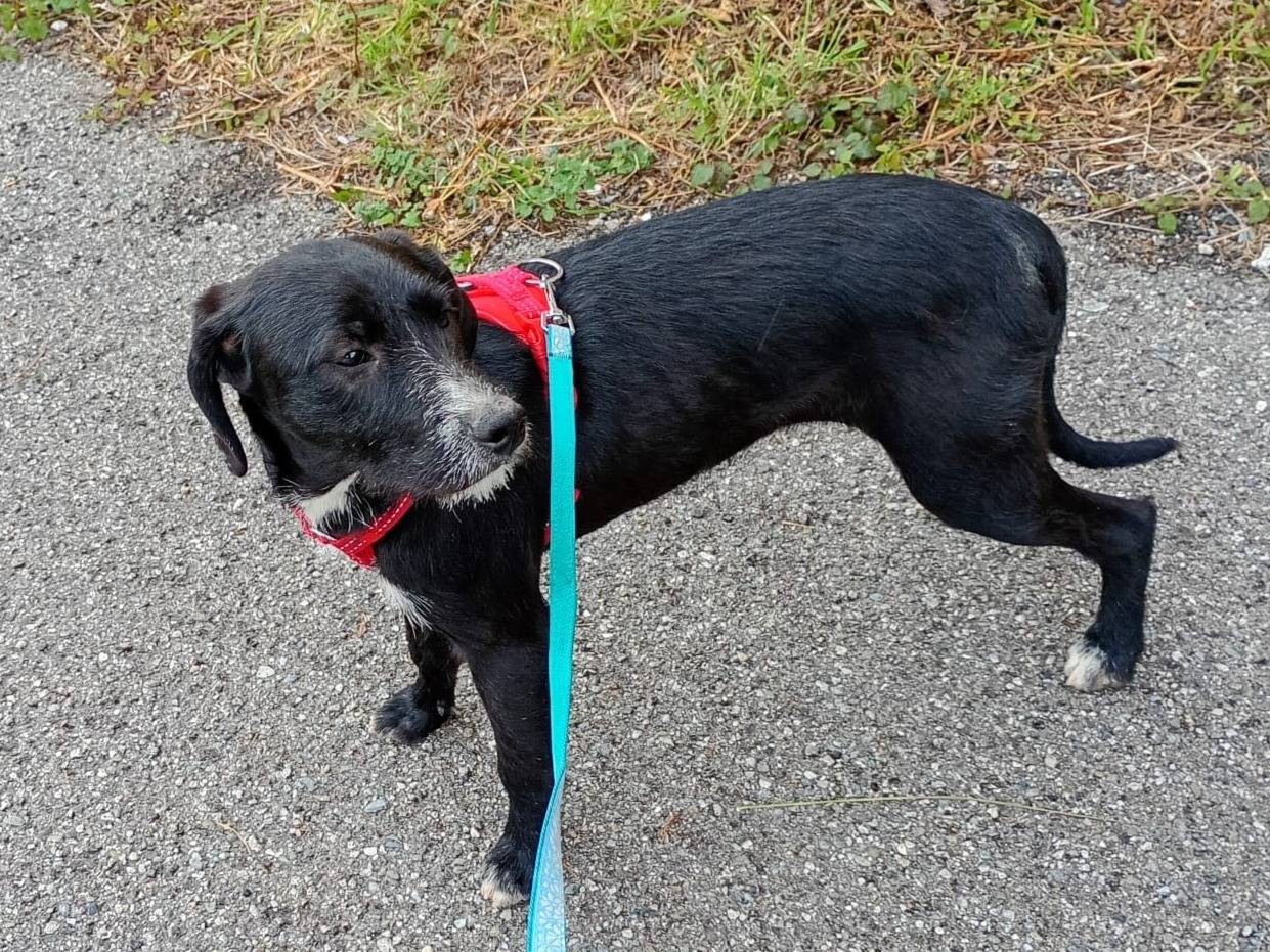 Adotta il cane LUNA a Firenze