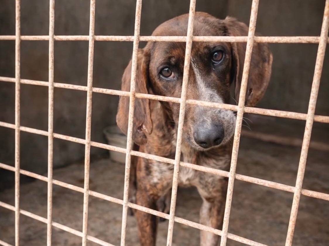Adozione cane, femmina, Razza sconosciuta Razza sconosciuta, 2 anni e 2 mesi, taglia media, Vibo