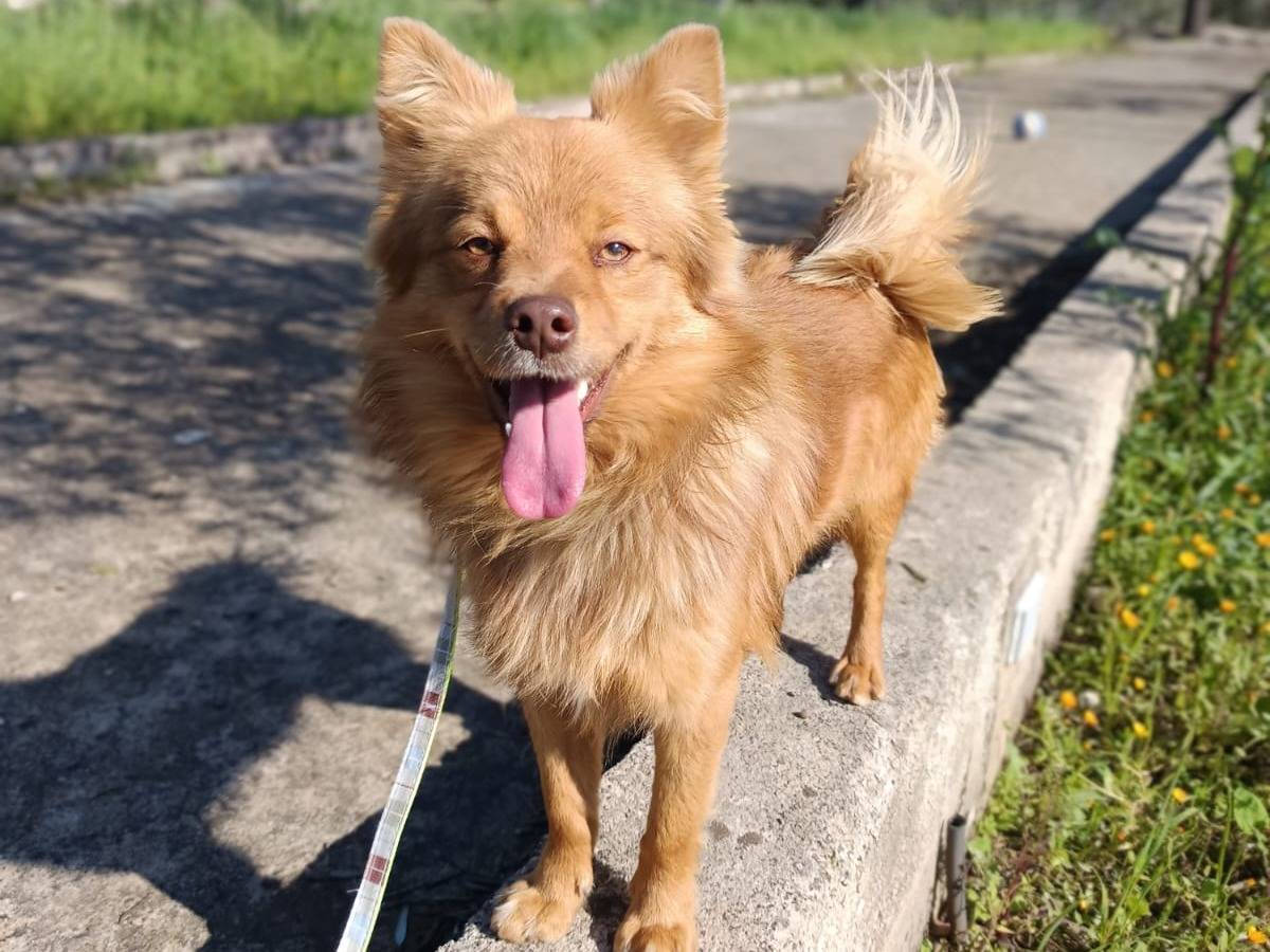 Adozione cane, maschio, Volpino di Pomerania Razza sconosciuta, 1 anno e 1 mese, taglia media contenuta, Pavia