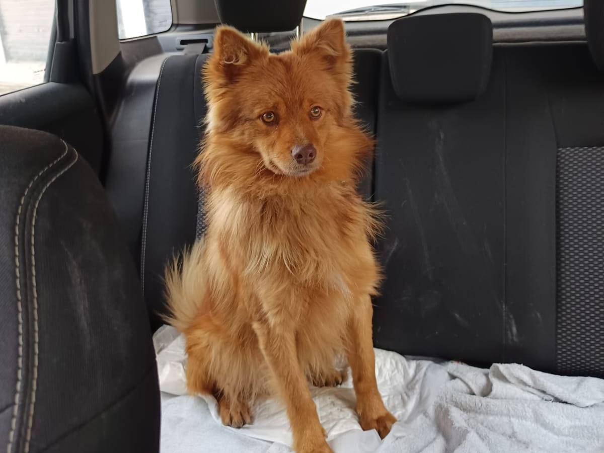 Adotta un cane, maschio, 1 anno e 1 mese, Pavia