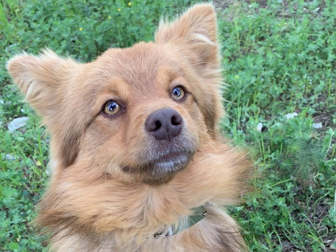 Adotta un cane, taglia media contenuta, maschio, Pavia