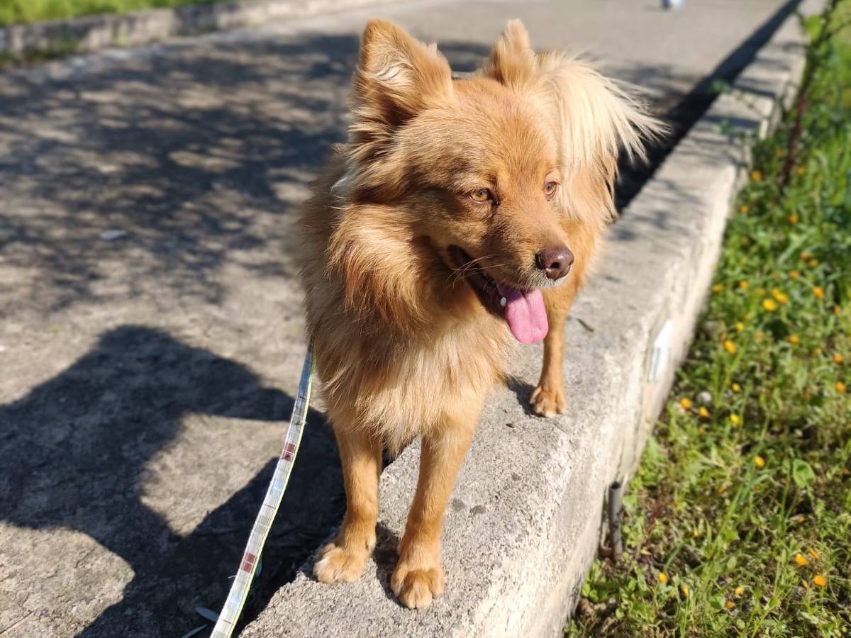 Vuoi adottare un cane a Pavia?