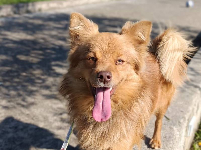 Adotta il cane Rusty a Pavia