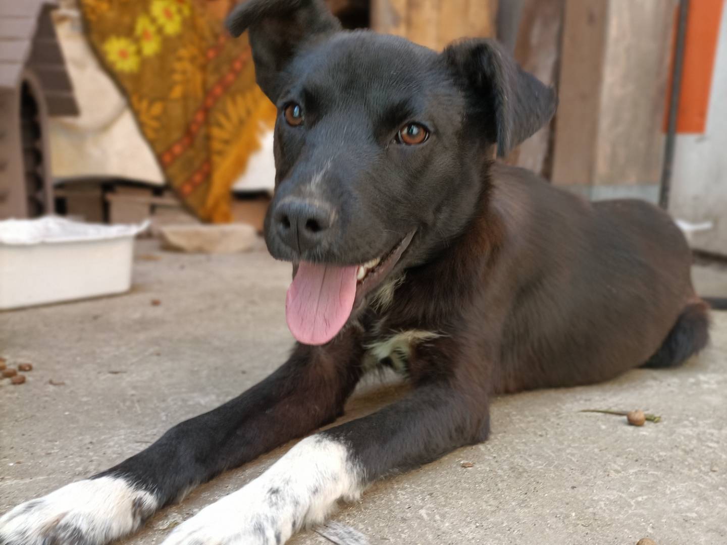 Adotta un cane, femmina, 2 anni e 2 mesi, Potenza