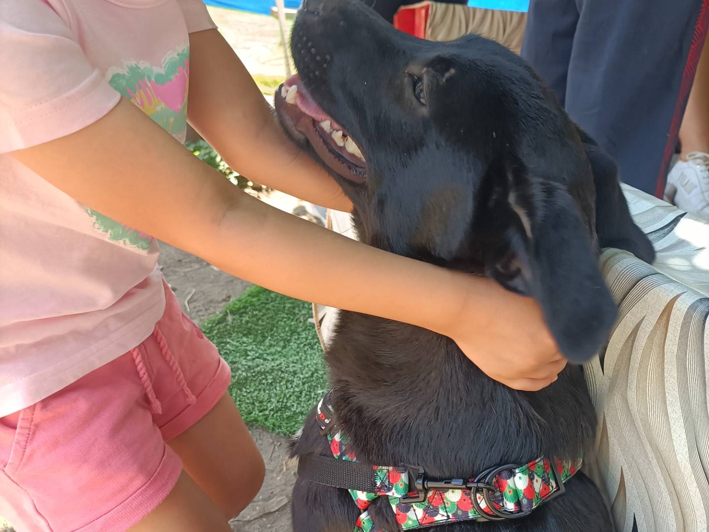 Adotta un cane, taglia media, femmina, Potenza