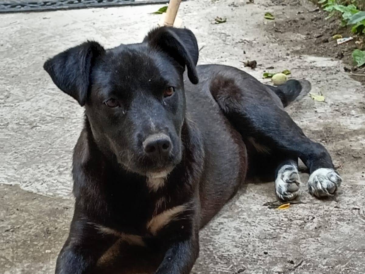 Vuoi adottare un cane a Potenza?