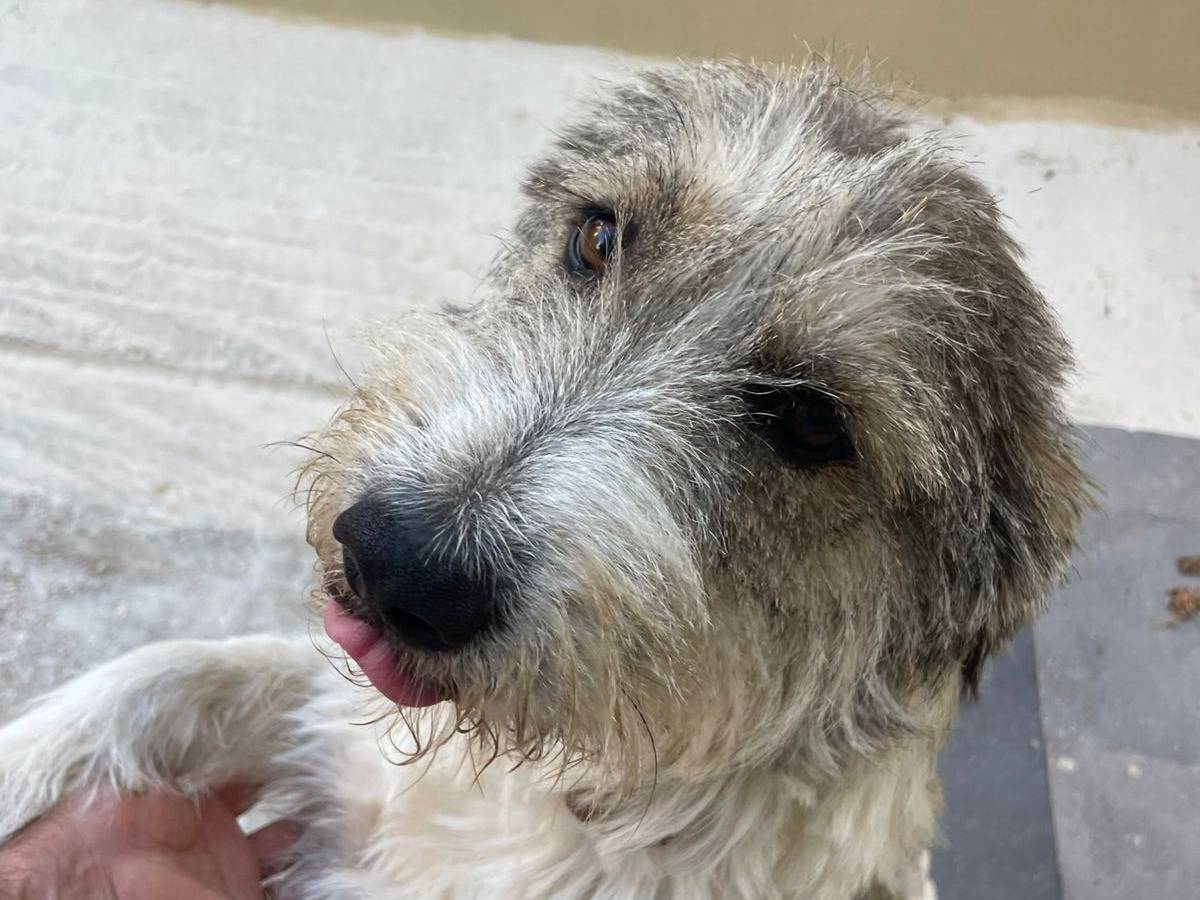 Adotta un cane, femmina, 2 anni e 2 mesi, Milano