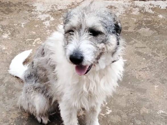 Adotta il cane Blue a Milano