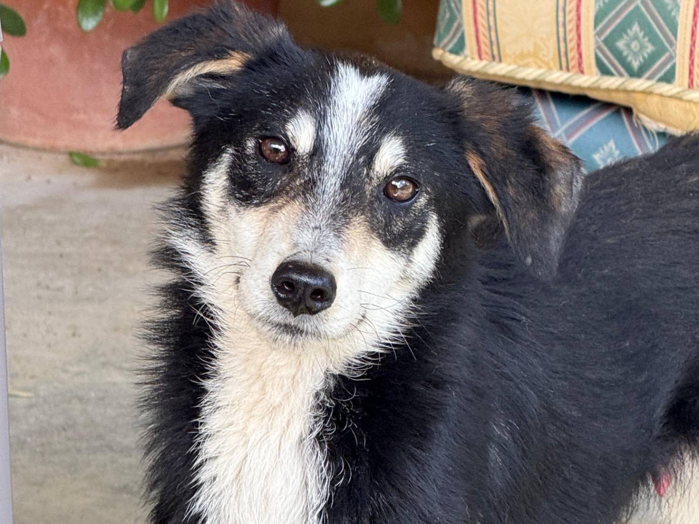 Adozione cane, maschio, Razza sconosciuta Razza sconosciuta, 1 anno e 2 mesi, taglia piccola, Cosenza