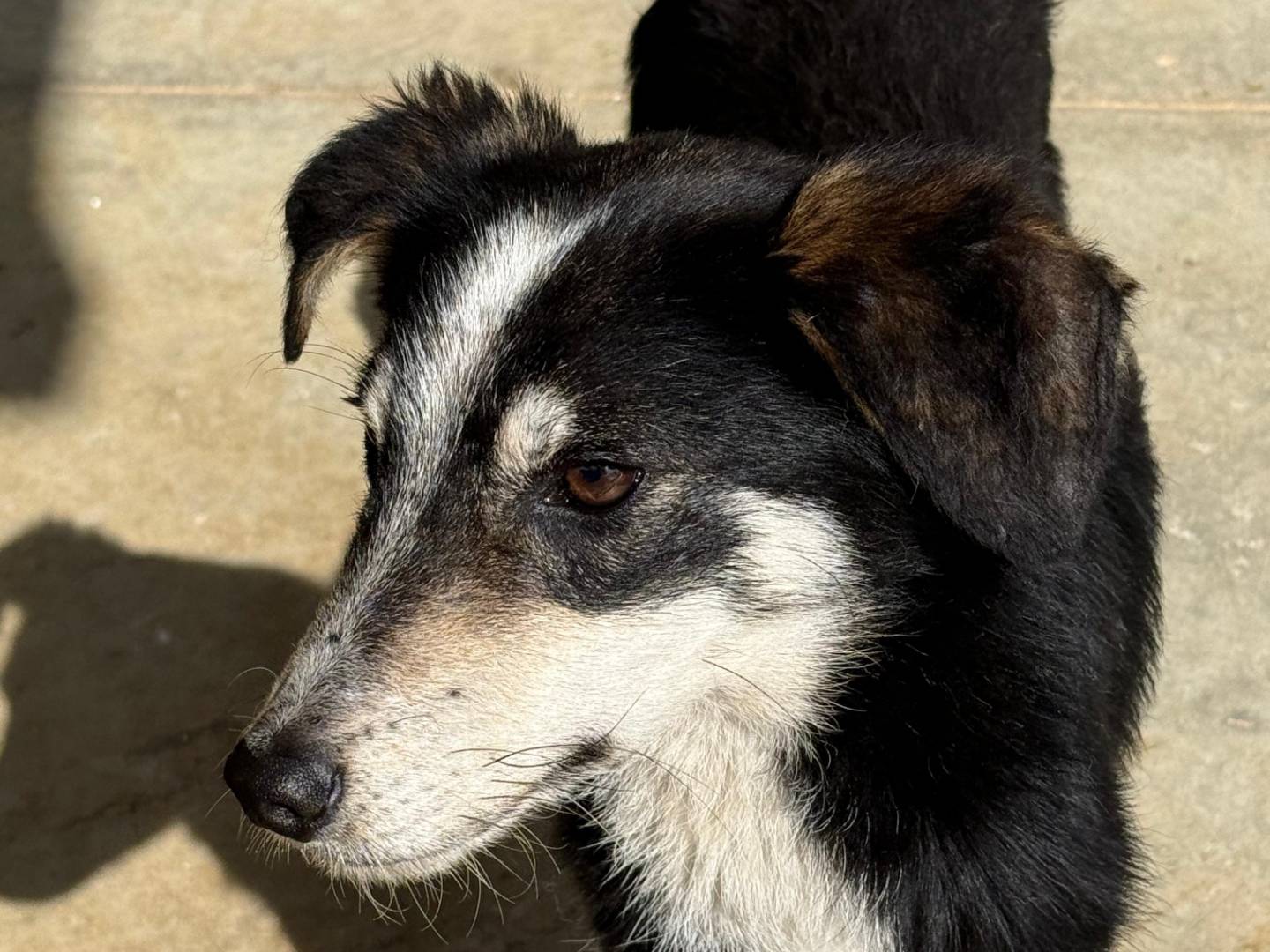 Adotta un cane, maschio, 1 anno e 2 mesi, Cosenza