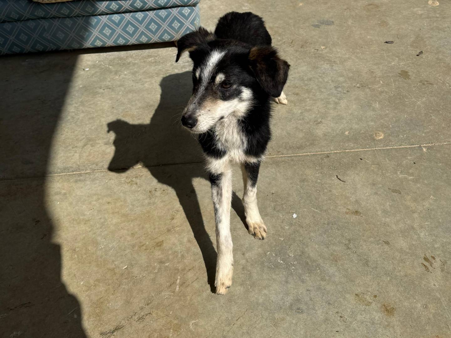 Adotta un cane, taglia piccola, maschio, Cosenza