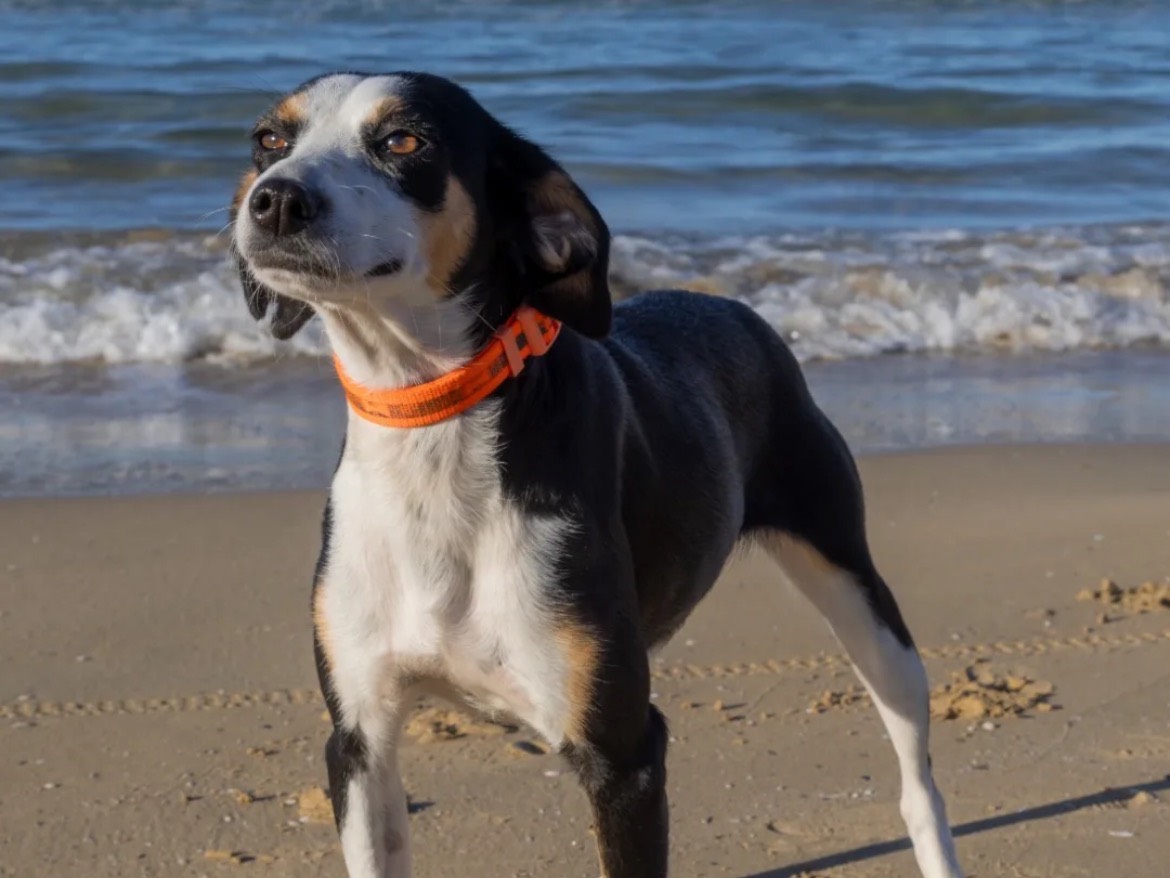 Adozione cane, femmina, Razza sconosciuta Razza sconosciuta, 3 anni e 2 mesi, taglia piccola, Chieti