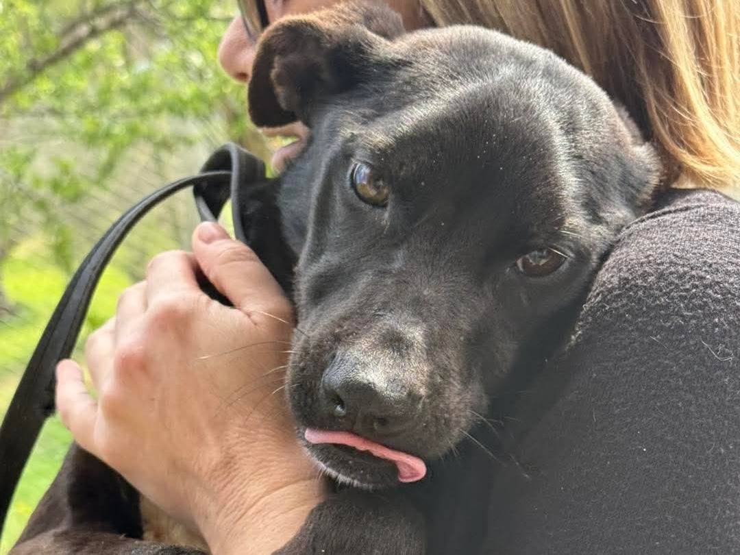 Adozione cane, femmina, Razza sconosciuta Razza sconosciuta, 4 mesi, taglia media contenuta, Cosenza