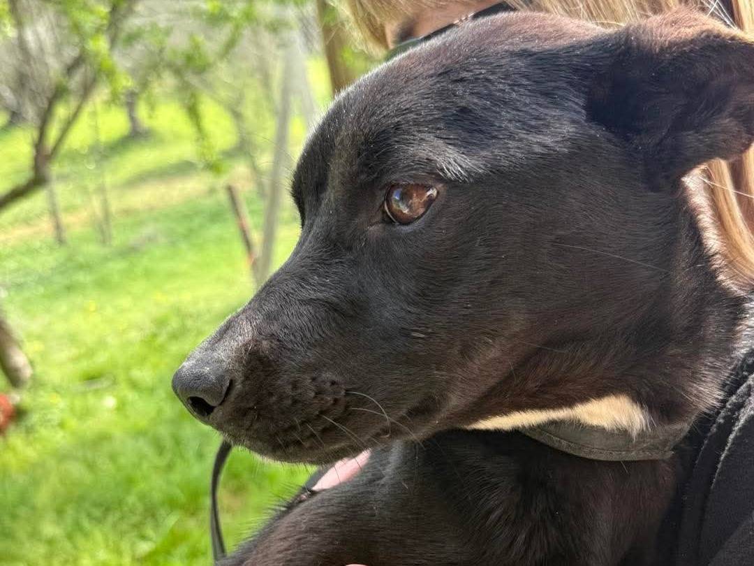 Adotta un cane, femmina, 4 mesi, Cosenza