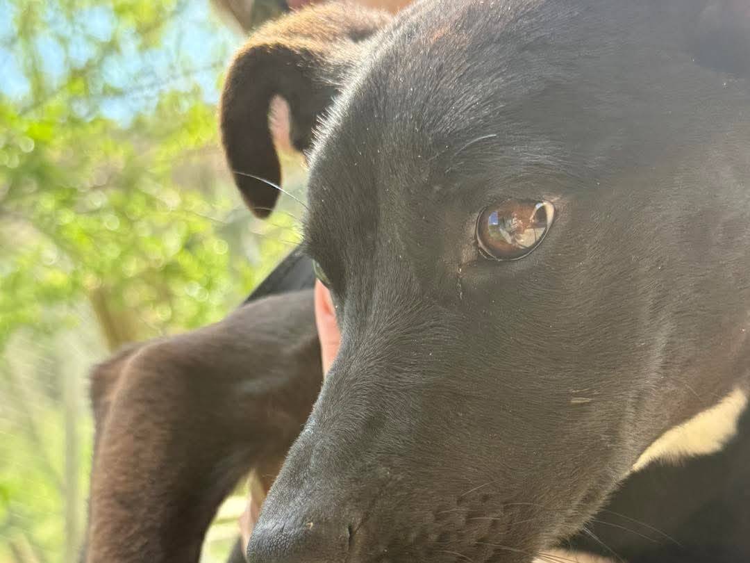 Adotta un cane, taglia media contenuta, femmina, Cosenza