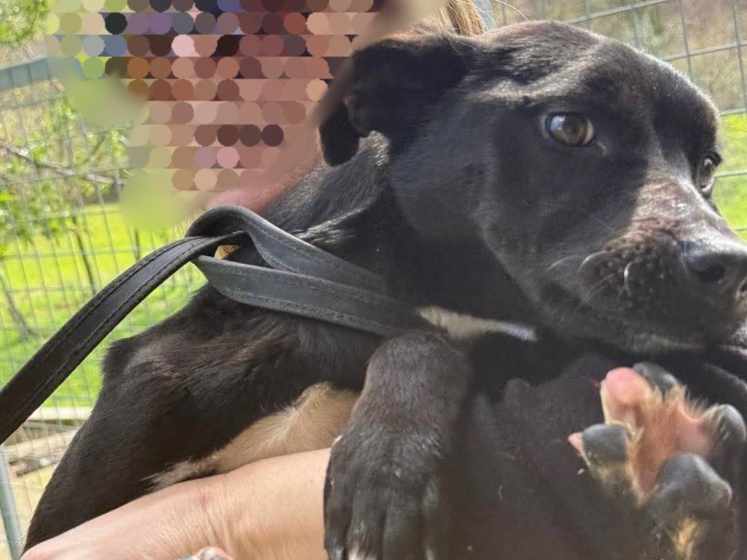 Vuoi adottare un cane a Cosenza?