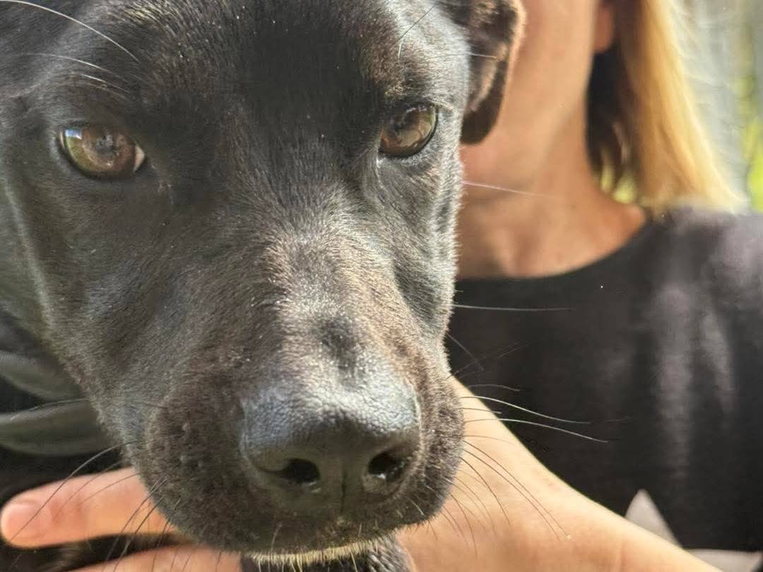 Adotta il cane Elly  a Cosenza