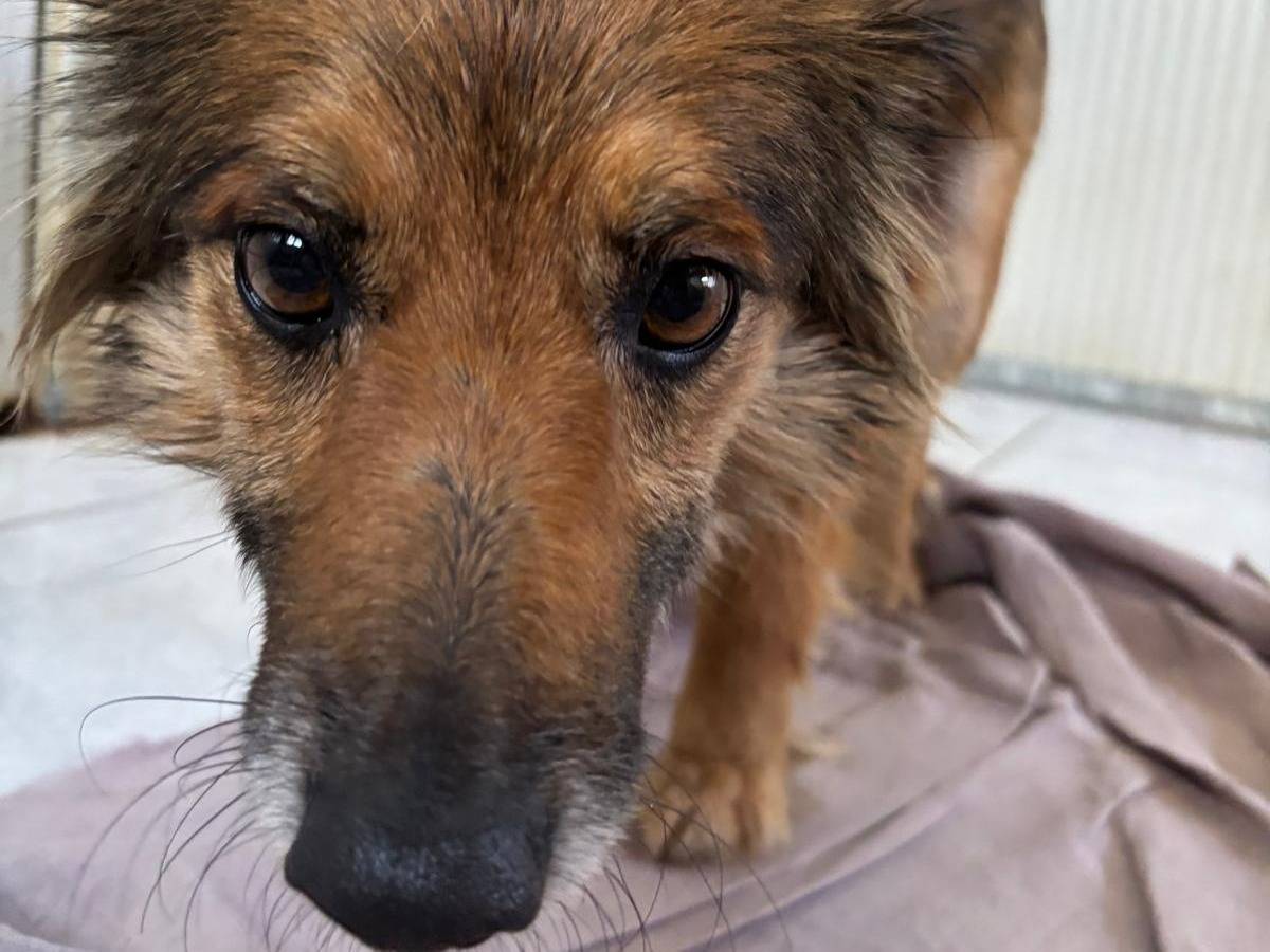 Adozione cane, femmina, Razza sconosciuta Razza sconosciuta, 4 anni e 2 mesi, taglia media contenuta, Brescia