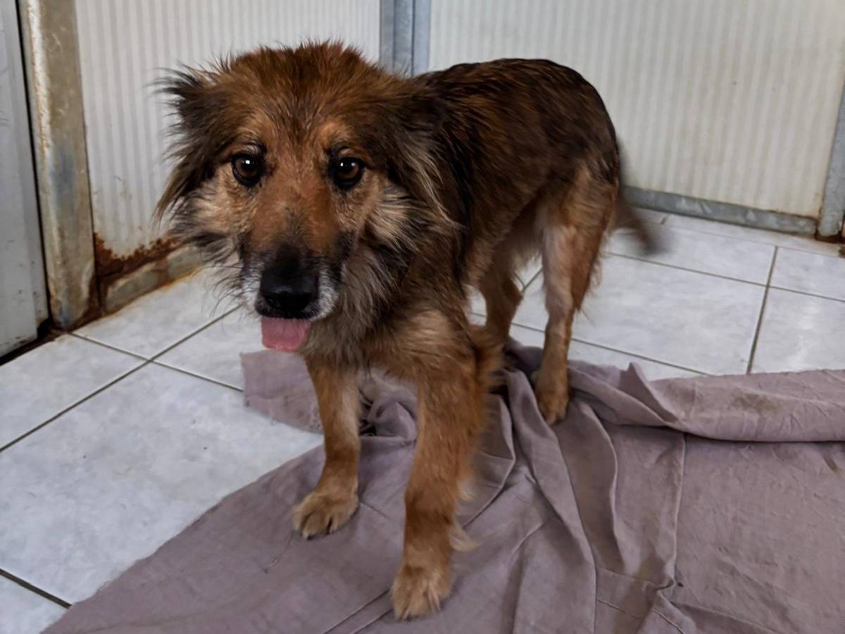 Adotta un cane, femmina, 4 anni e 2 mesi, Brescia