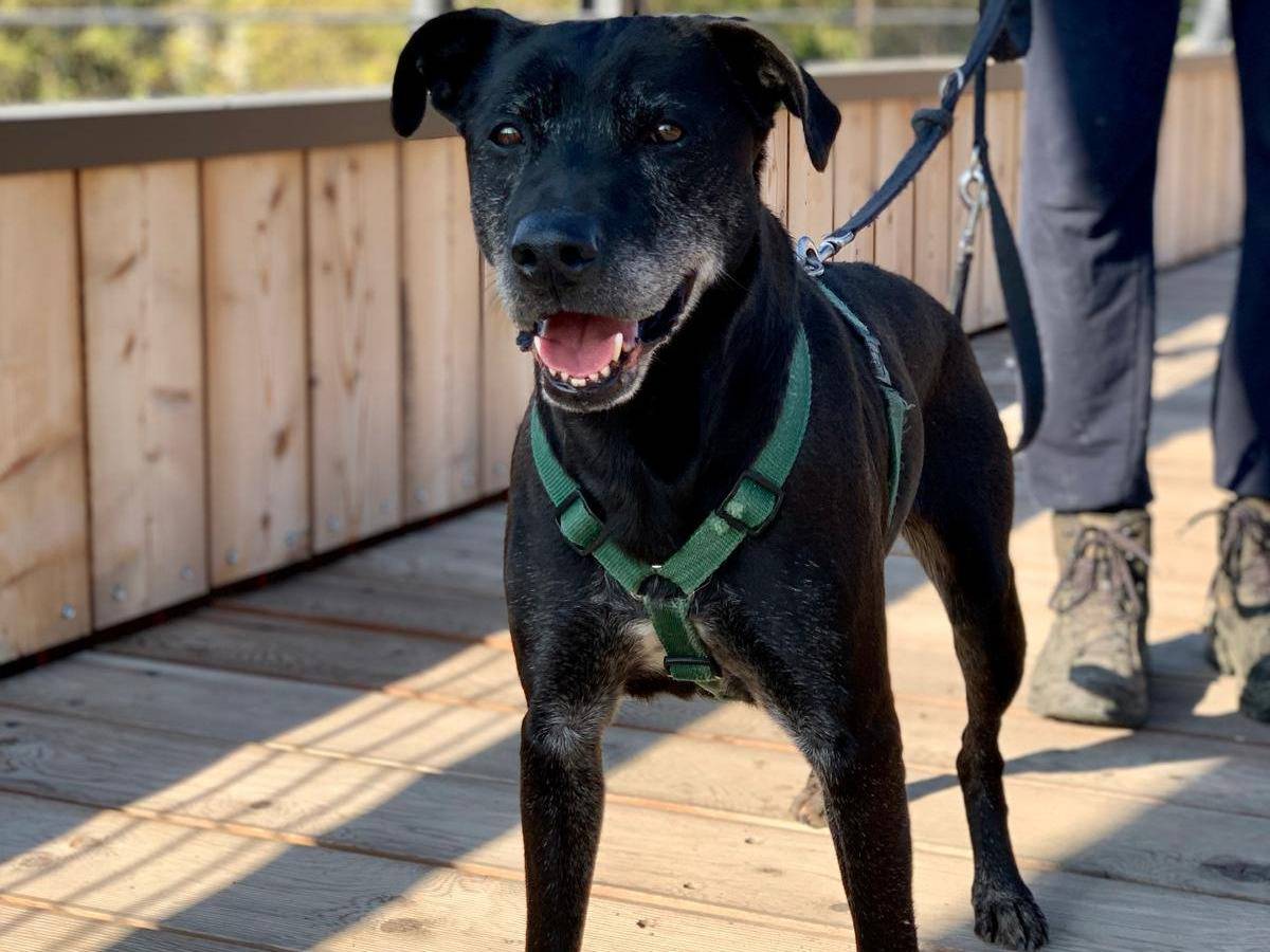 Adozione cane, maschio, Razza sconosciuta Razza sconosciuta, 2 anni e 2 mesi, taglia media, Brescia