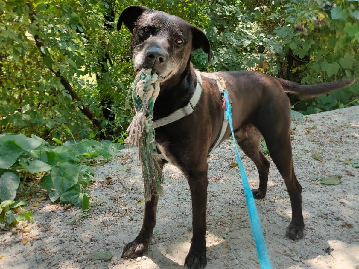 Adotta un cane, maschio, 2 anni e 2 mesi, Brescia