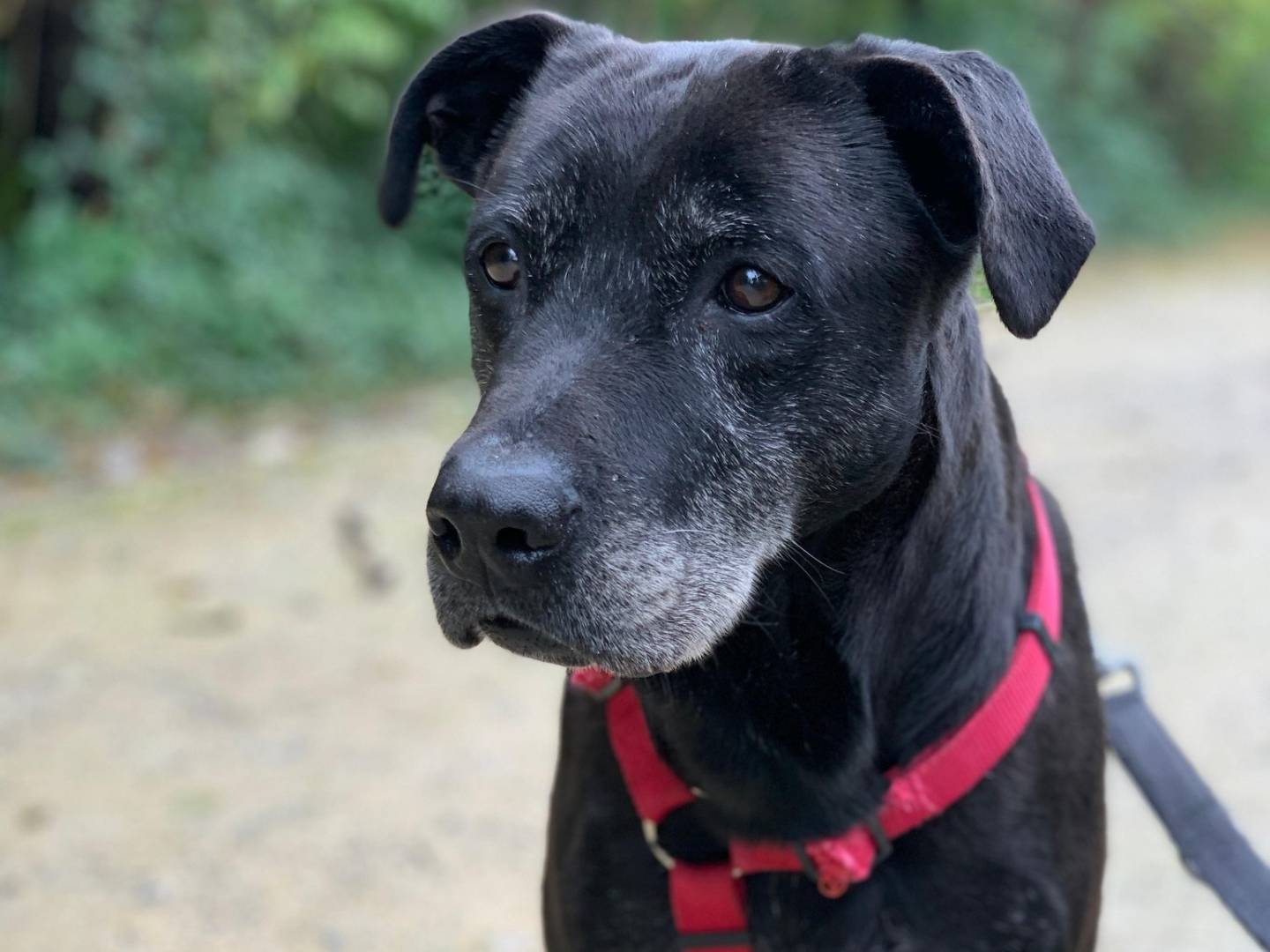 Vuoi adottare un cane a Brescia?