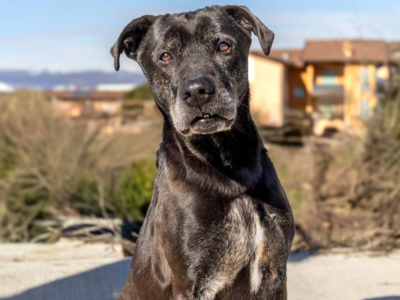 Adotta il cane THOR a Brescia