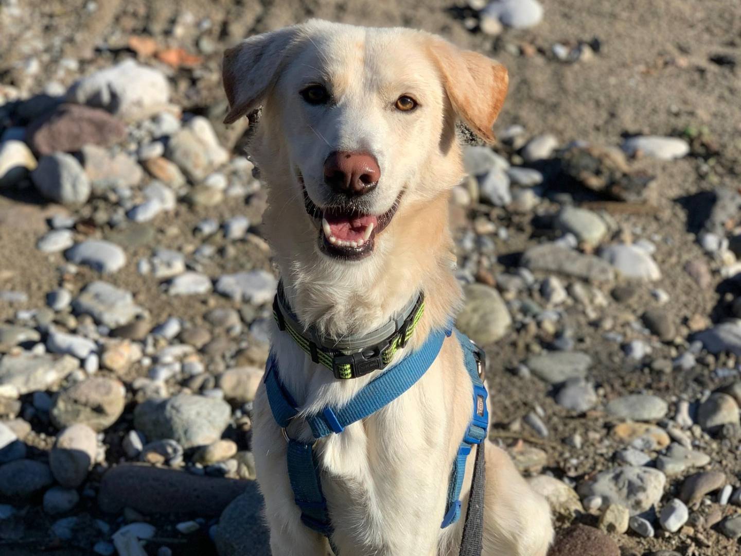 Adozione cane, maschio, Razza sconosciuta Razza sconosciuta, 1 anno e 9 mesi, taglia media, Brescia