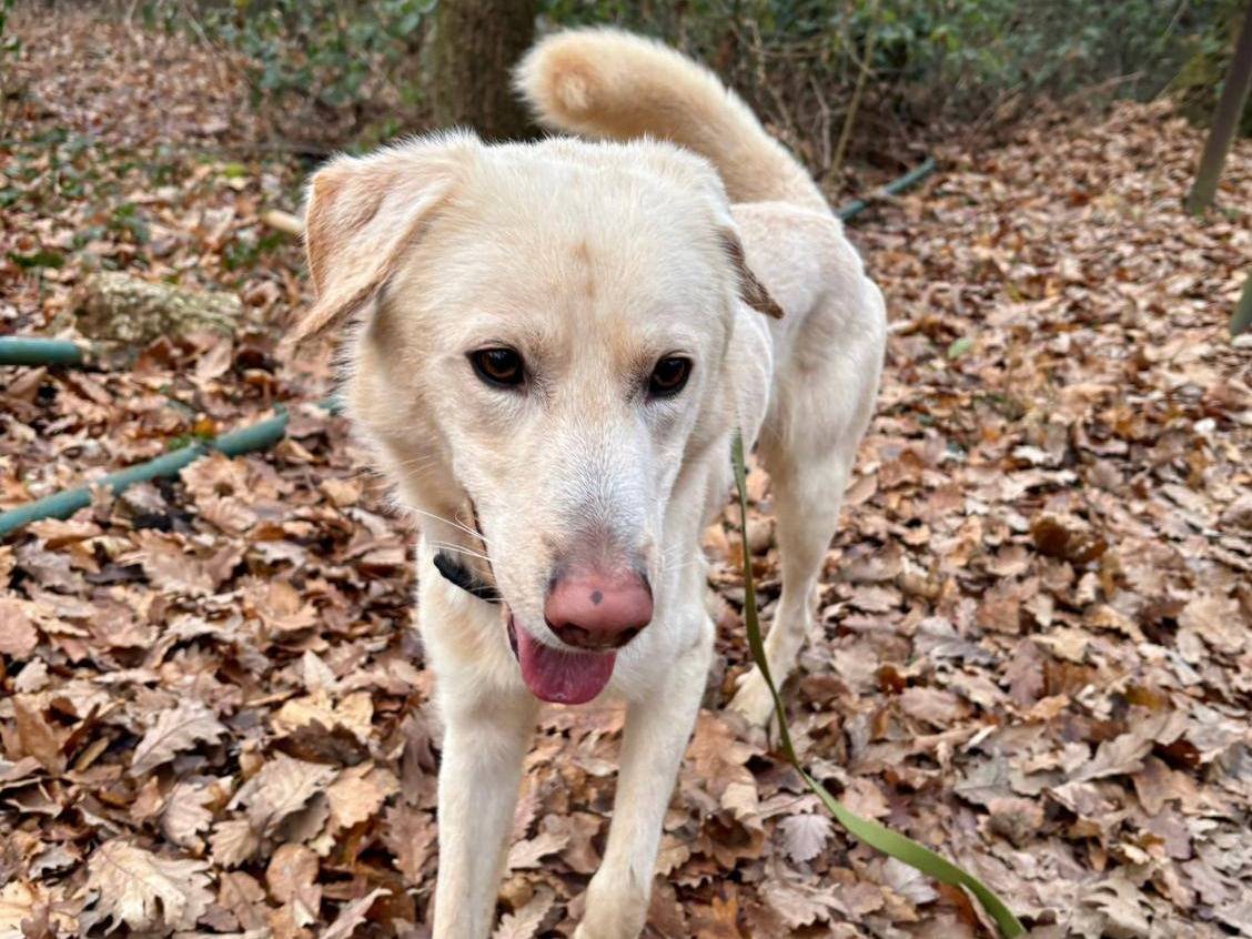Adotta un cane, maschio, 1 anno e 9 mesi, Brescia