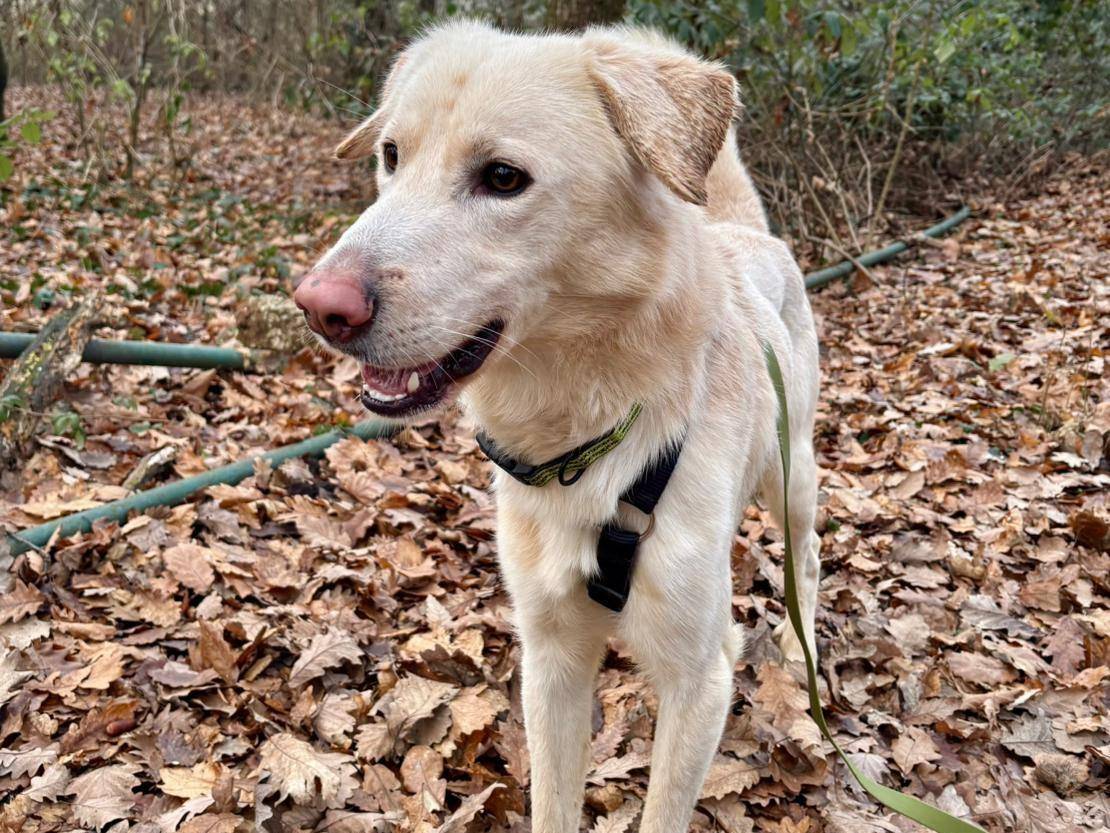 Adotta un cane, taglia media, maschio, Brescia