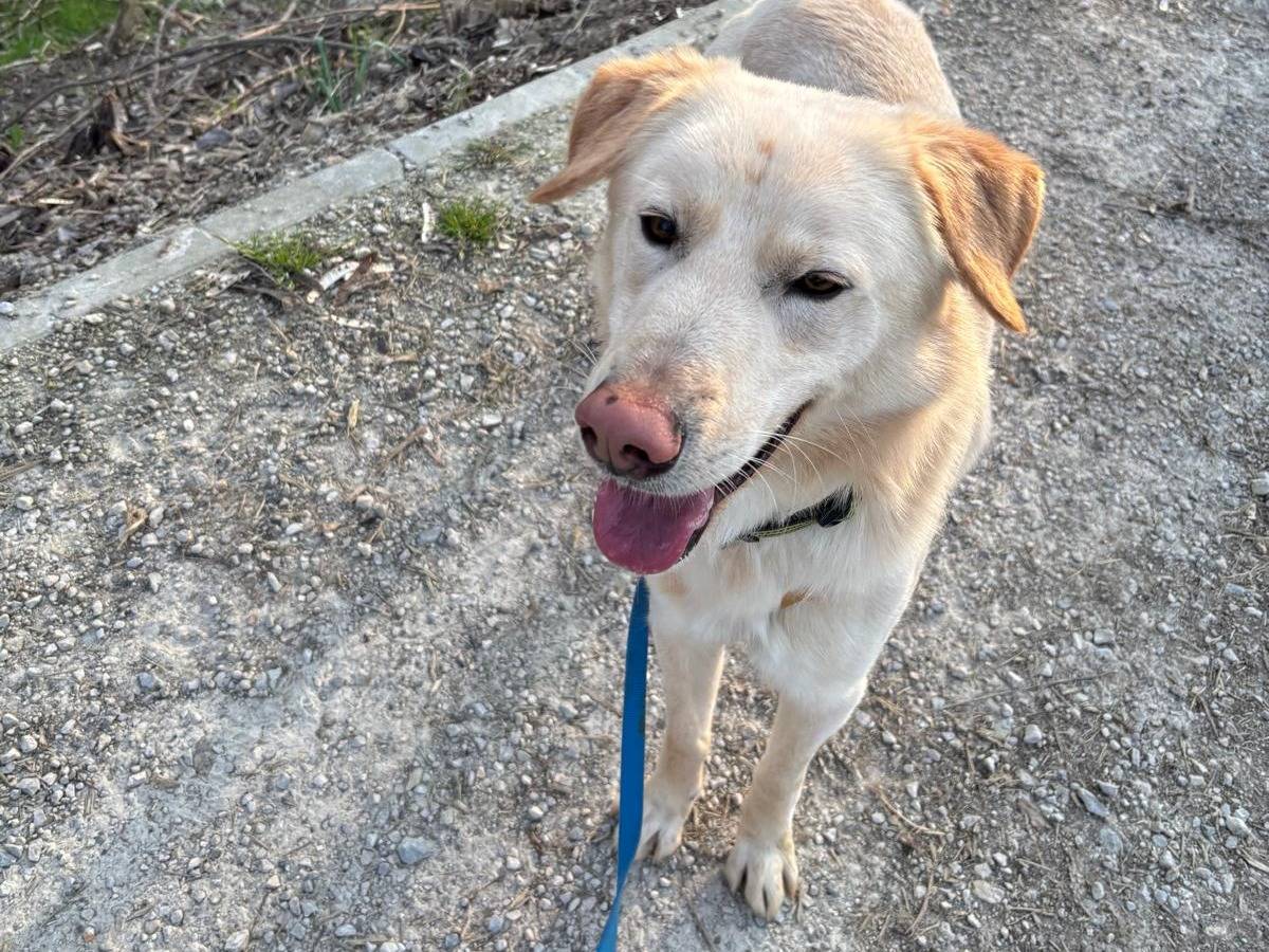 Vuoi adottare un cane a Brescia?